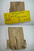 藏品(墨水樹)的圖片